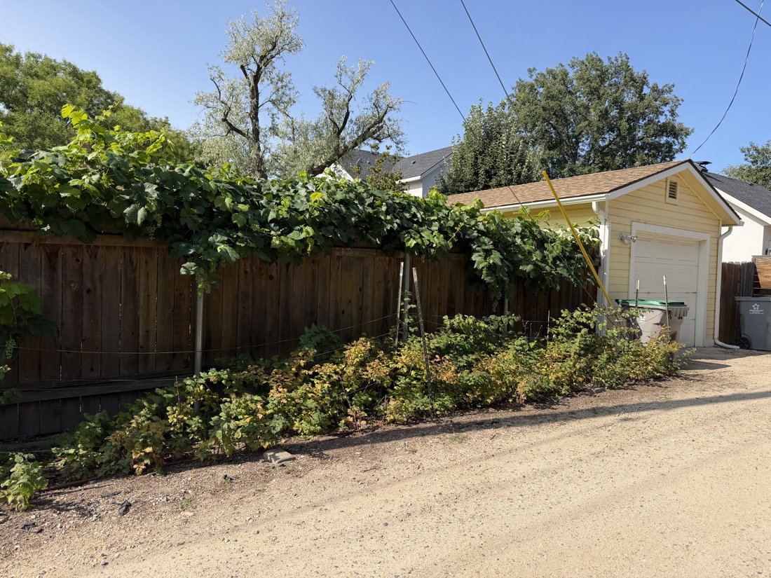 North and east sides, viewed from the southwest. Alley oblique of the garage, board fence, and garden vegetation.