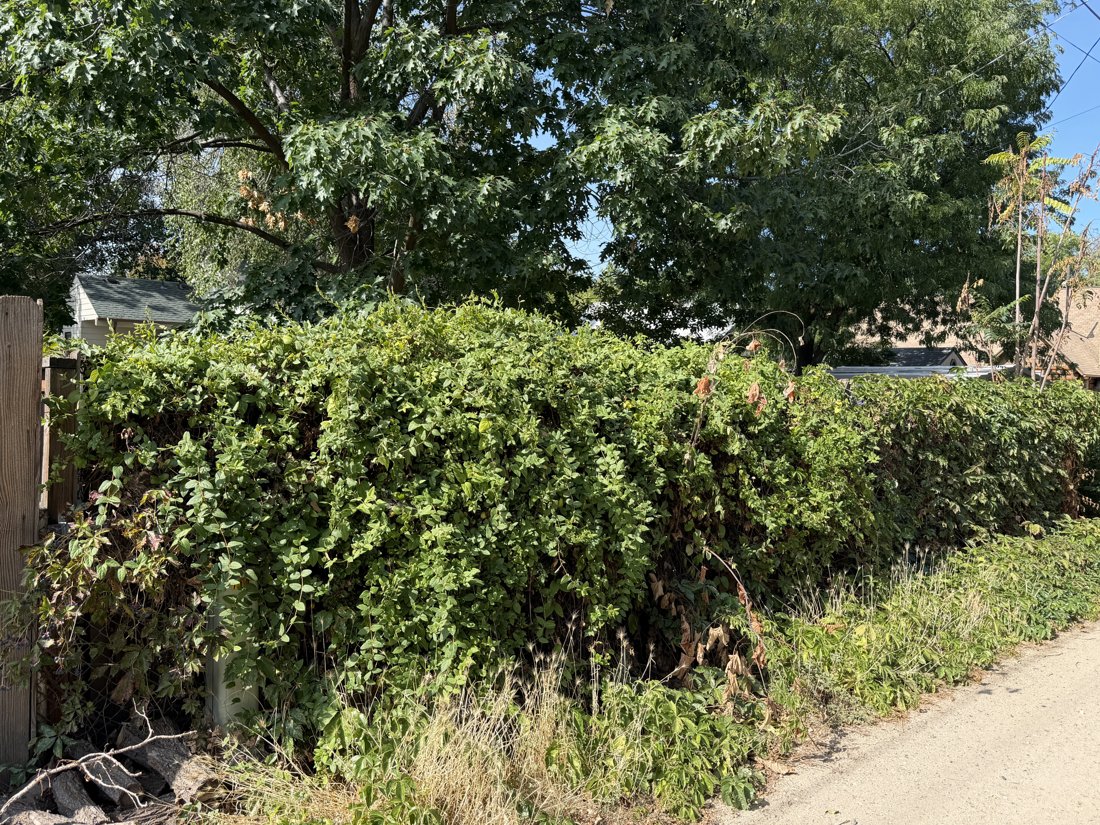 North and east sides, viewed from the southwest. Vegetation and fencing screen the rear yard.